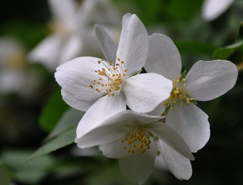 春天白色花朵图片,高清图片